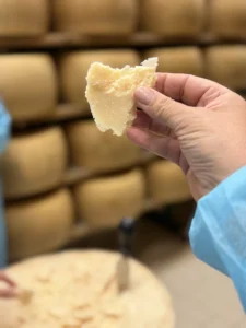 Caseificio Bertinelli a Noceto durante la lavorazione del Parmigiano Reggiano