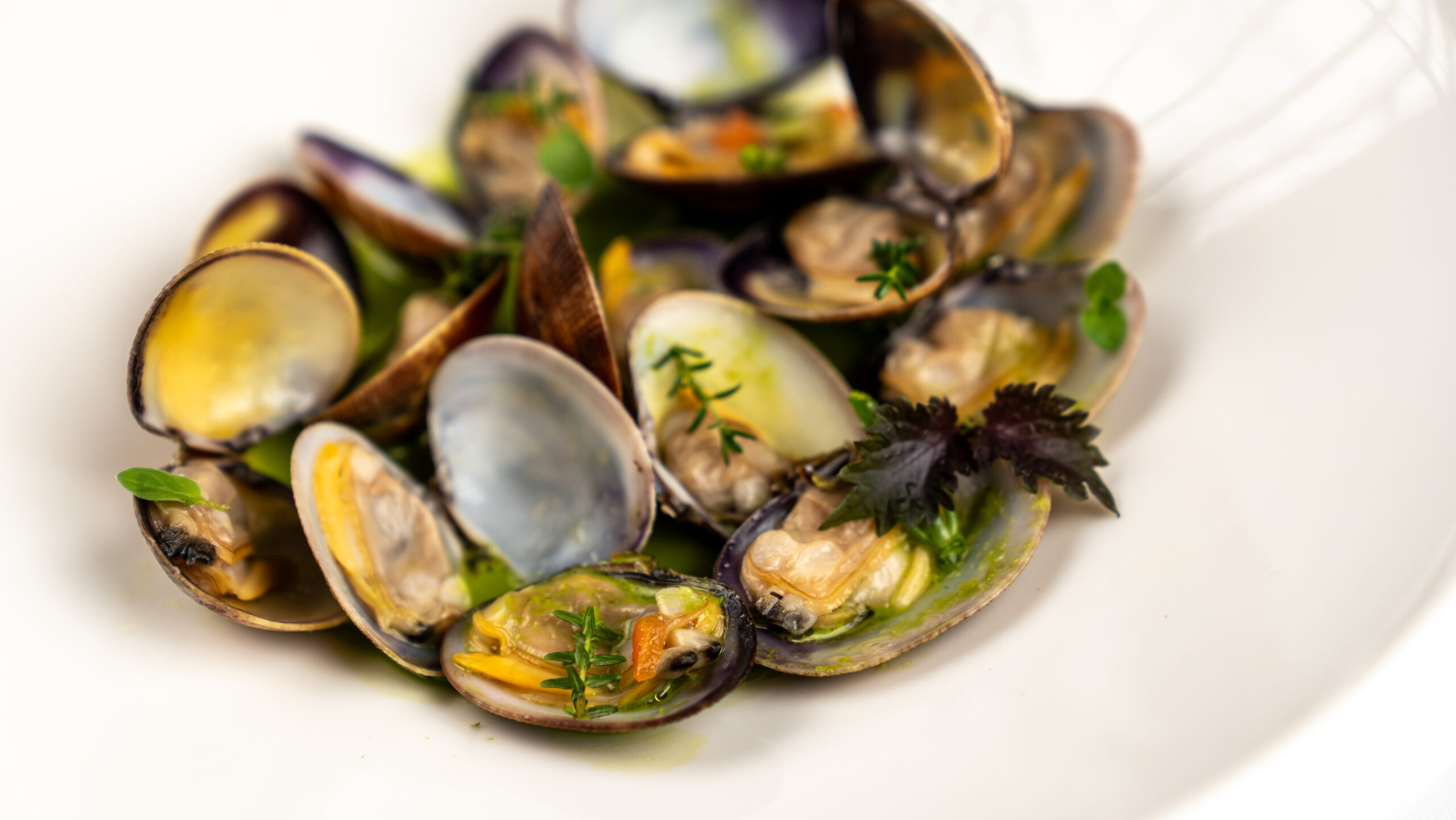 Sauté di vongole su clorofilla di prezzemolo, antipasto elegante per il menu di San Valentino
